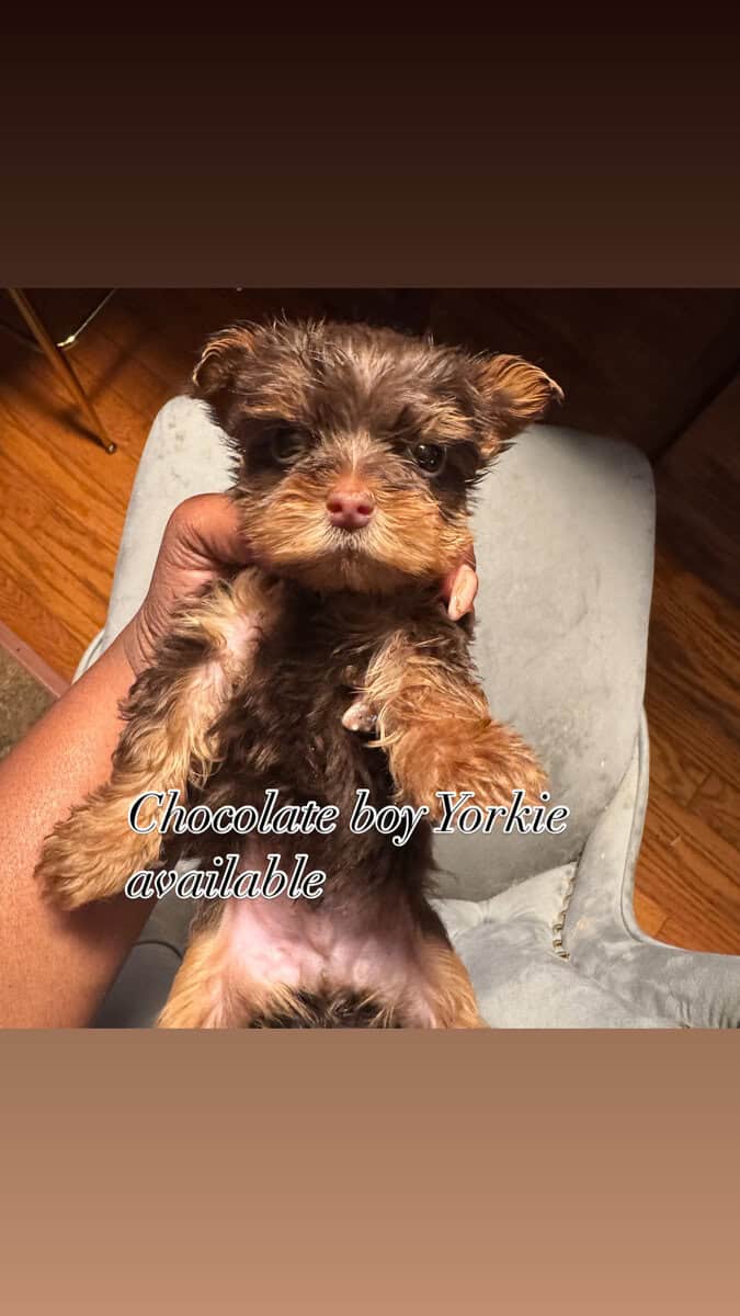 Chocolate yorkie image 1