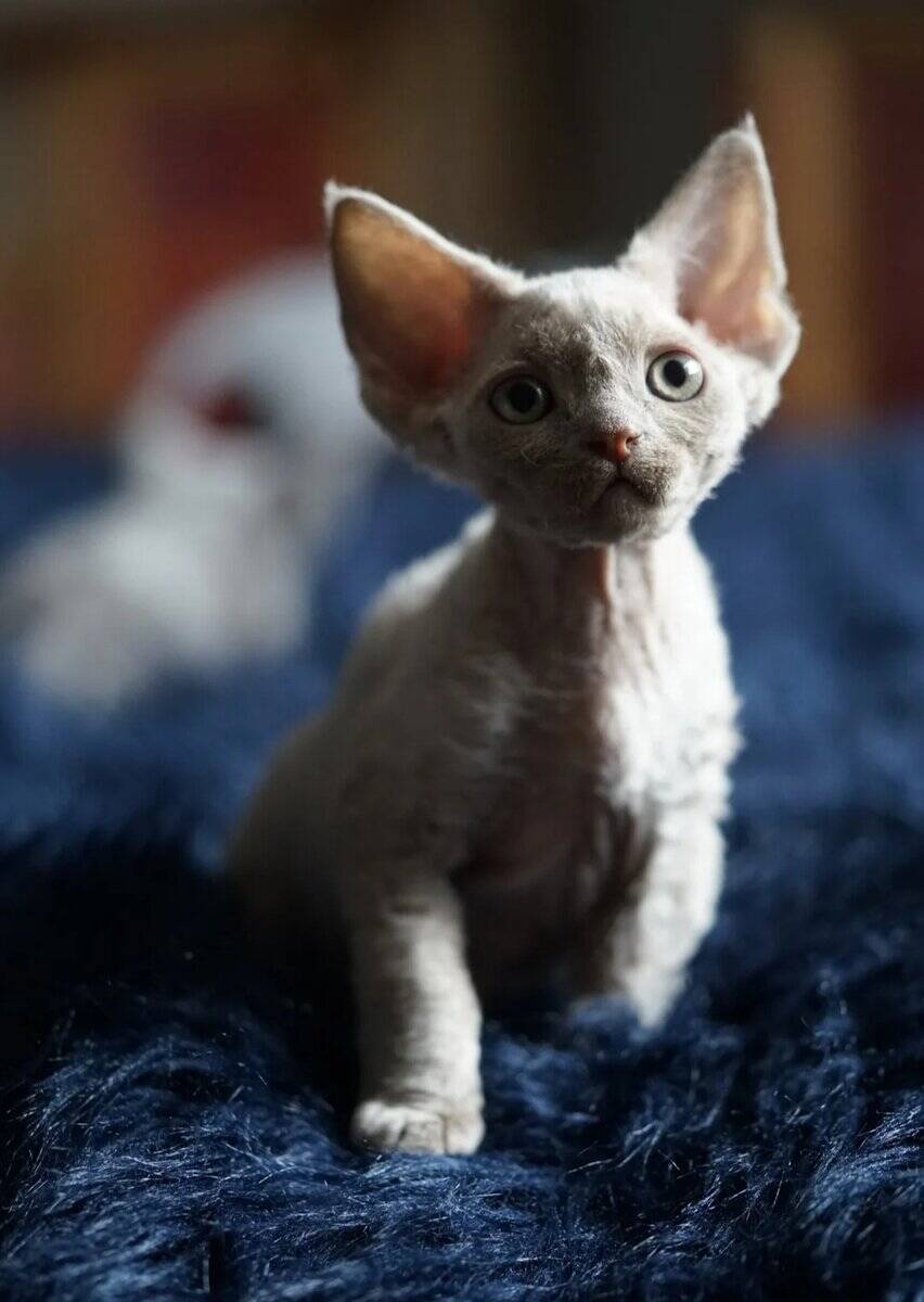 Cute 💜 male Devon Rex available 4 sale image 1