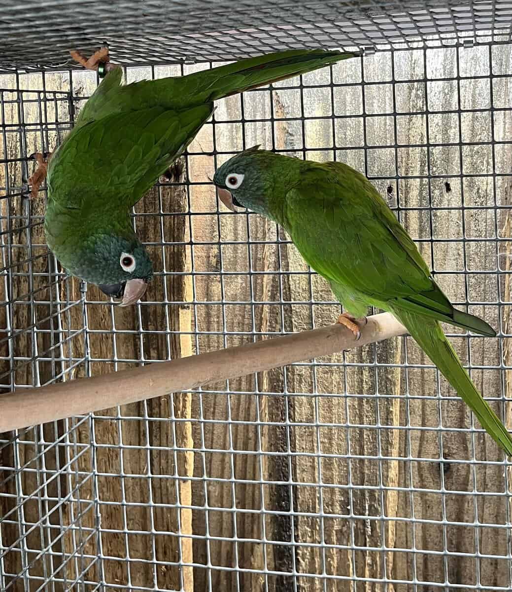 Blue Crown Conure Pairs image 2