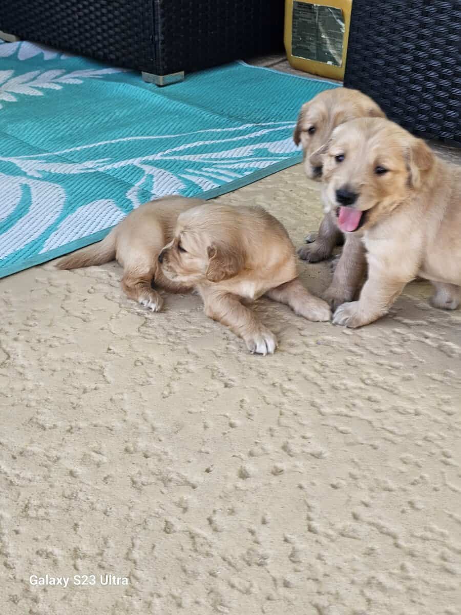 Golden retriever puppies image 4