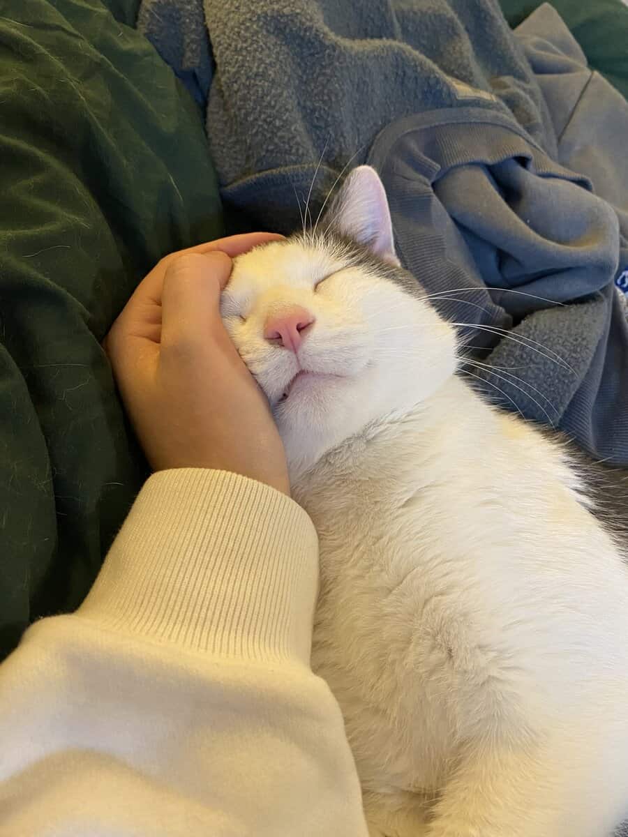 Sweet & Affectionate Cat Seeking an Only-Pet Home image 3