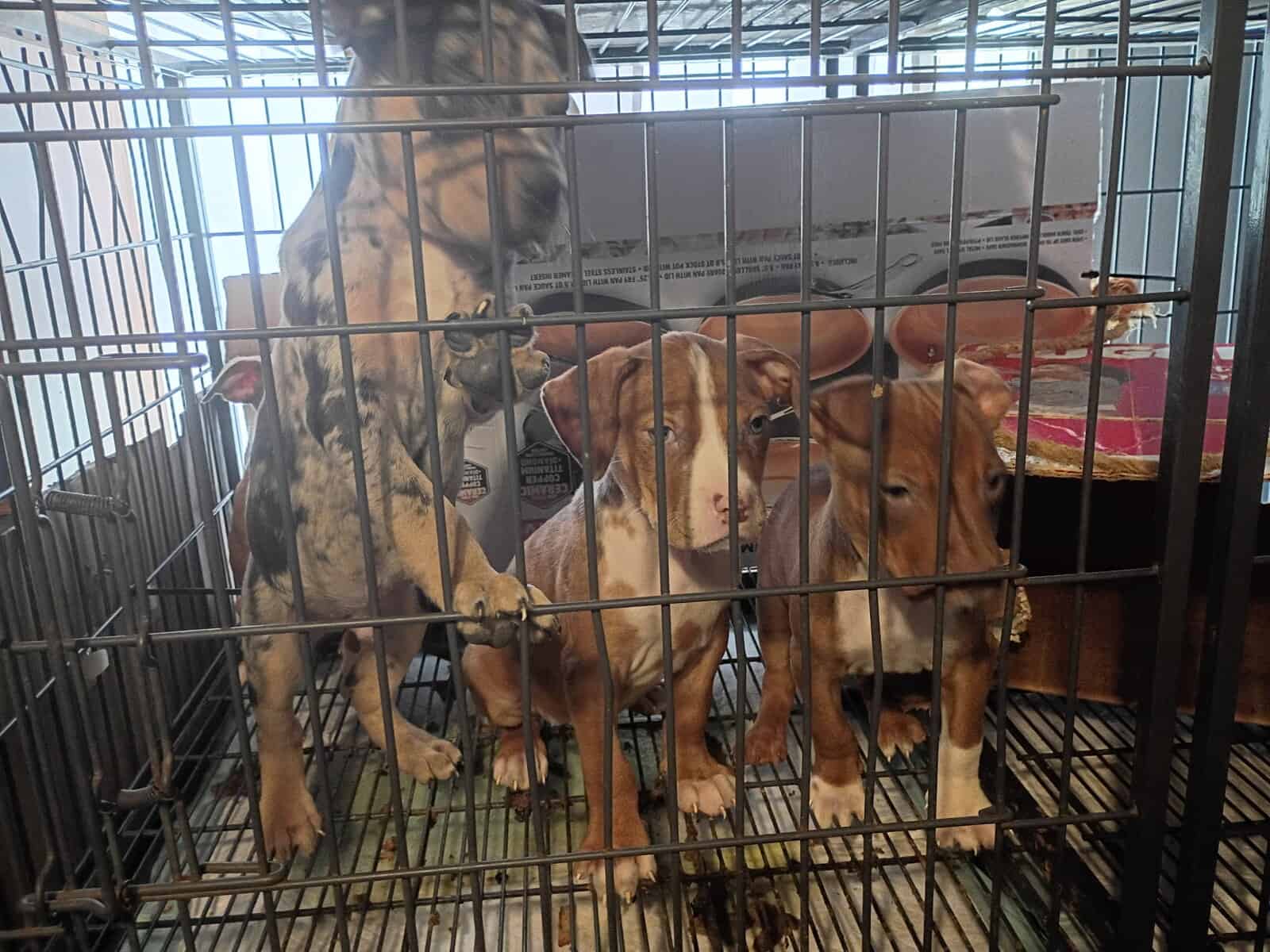 Pitbulls puppy 1 girl and 3 boys left image 4