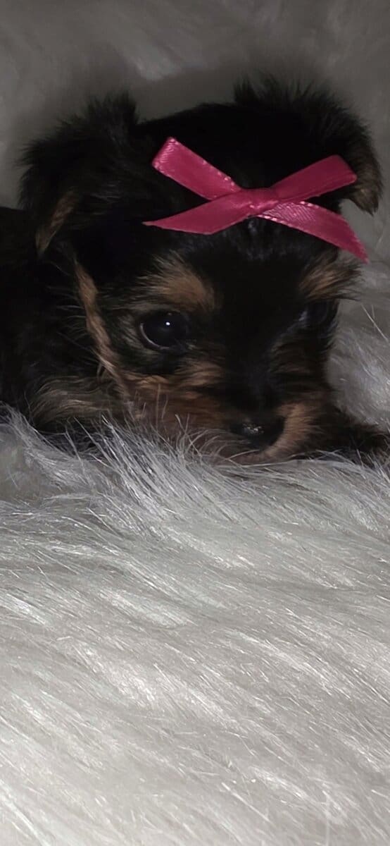 AKC tiny teacup yorkie image 2