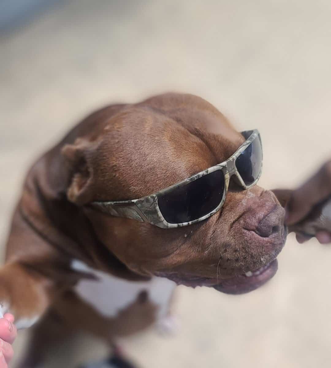 American Bully image 2