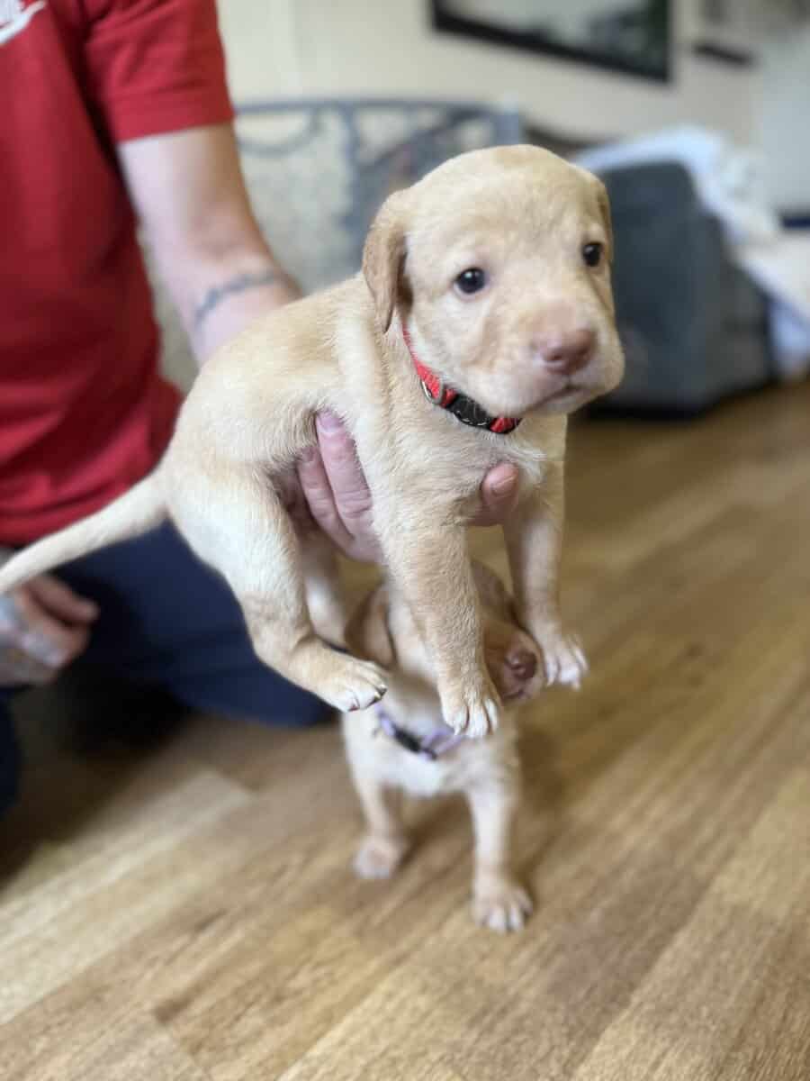Looking for their furever homes! image 10