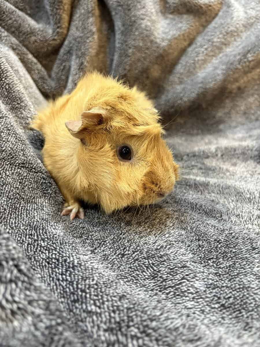 Female Guinea pigs image 2