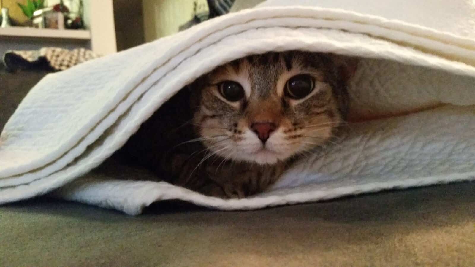 Rehoming Senior Female Cat image 3