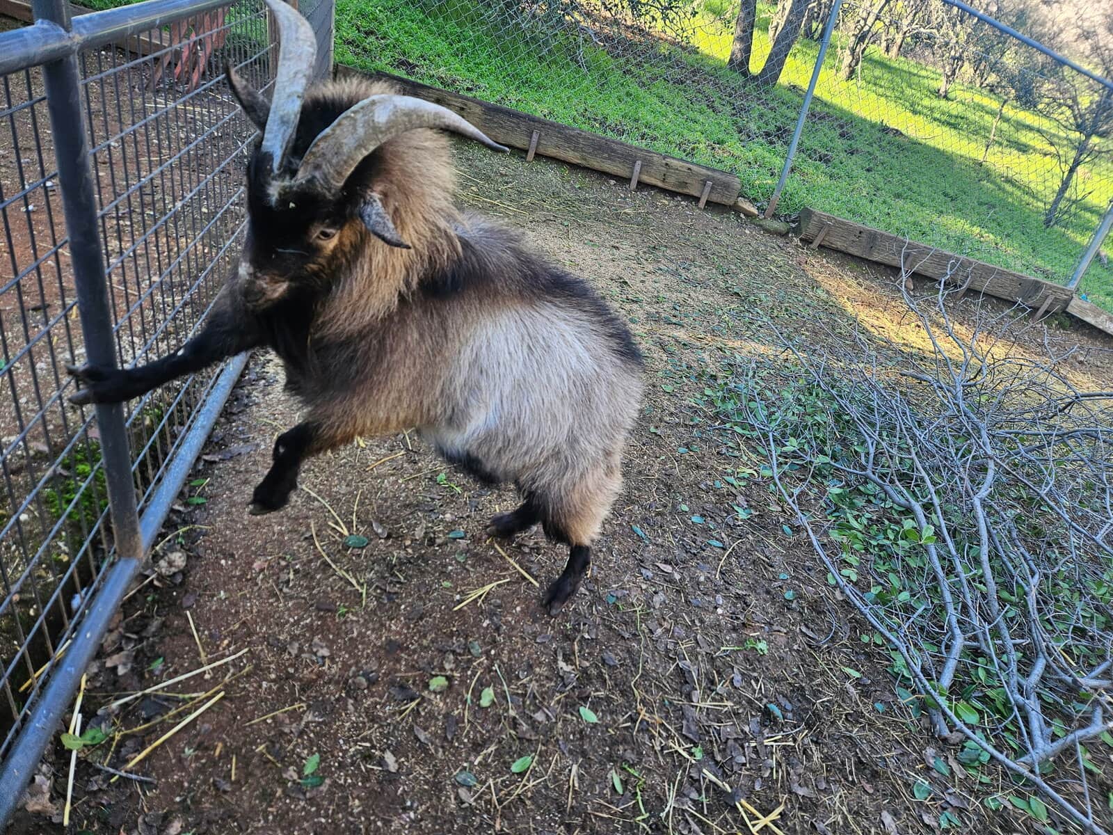Tennessee Fainting Goat - Yearling image 2
