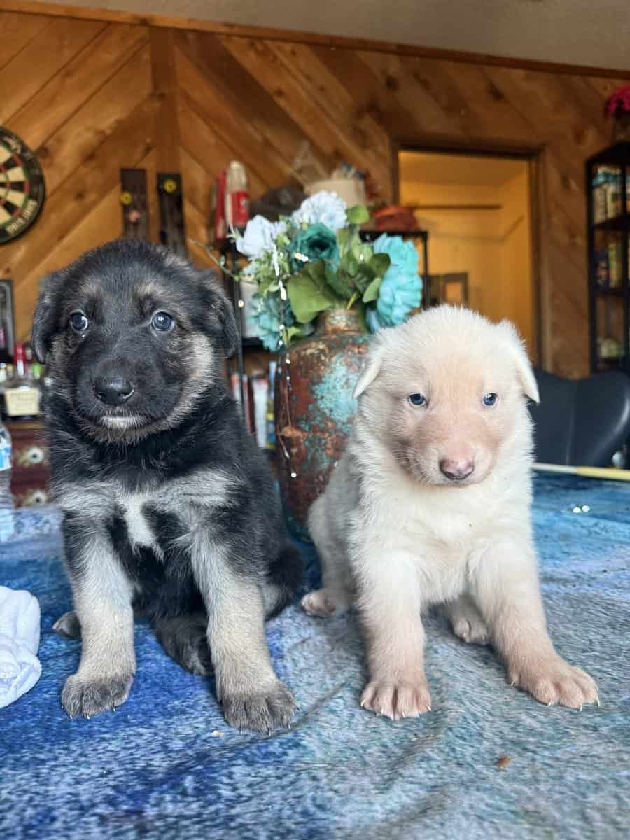 German Shepherd Puppies image 7