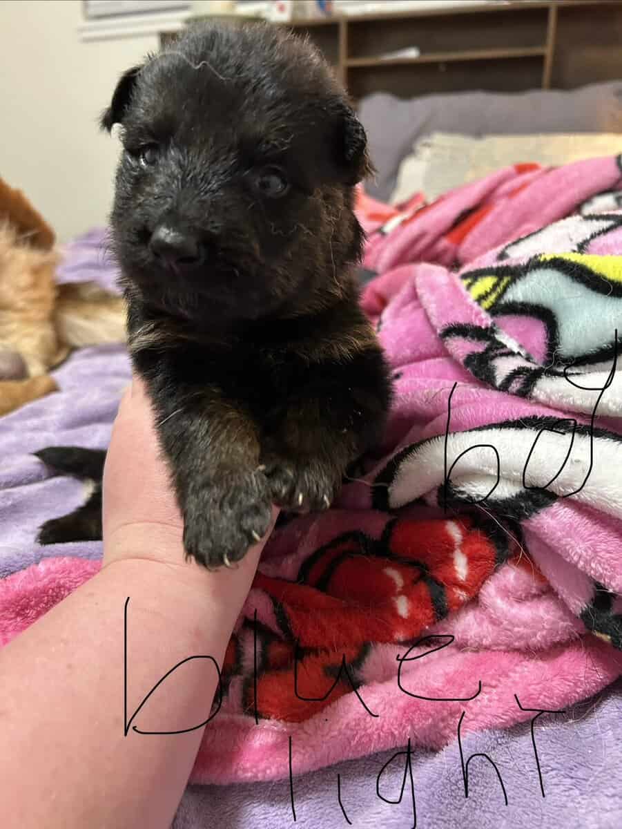 German Shepherd puppies image 1
