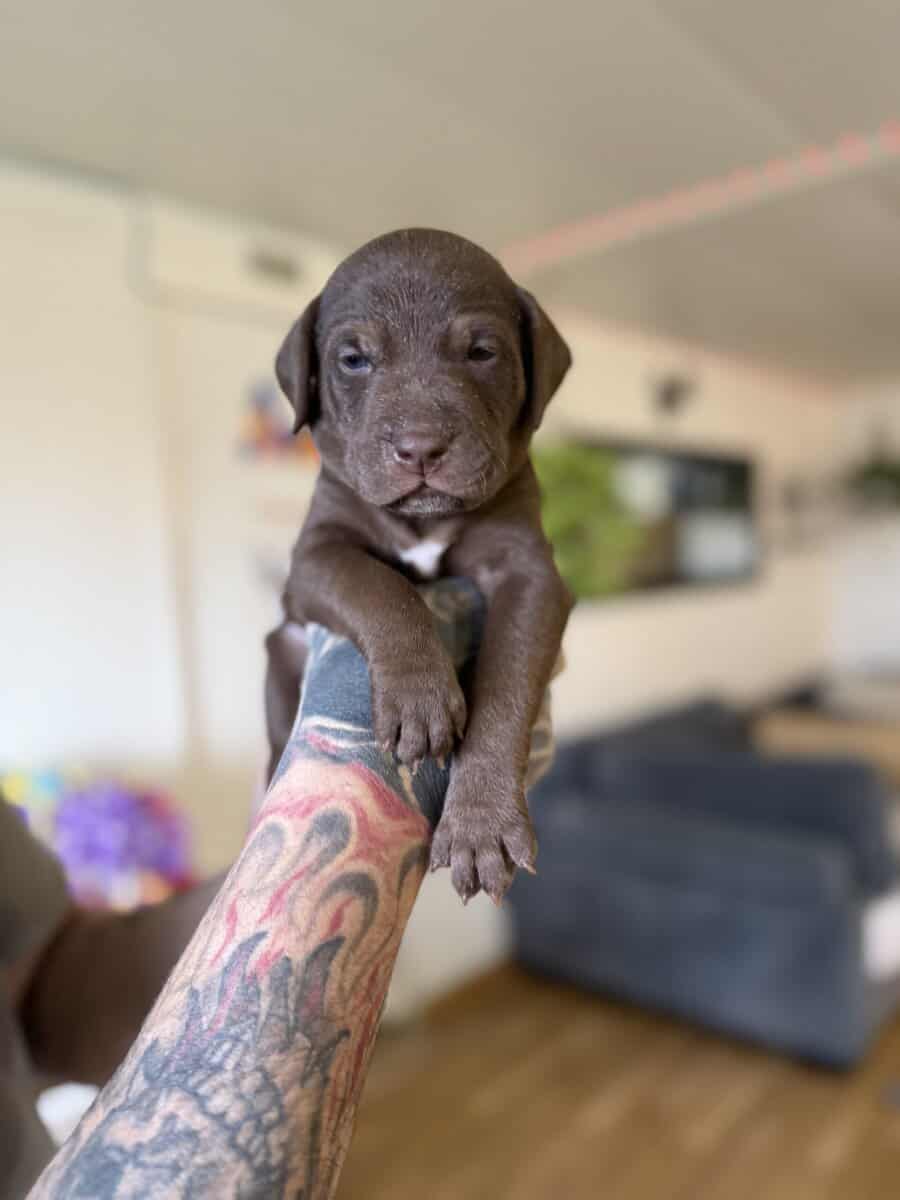 Looking for their furever homes! image 1
