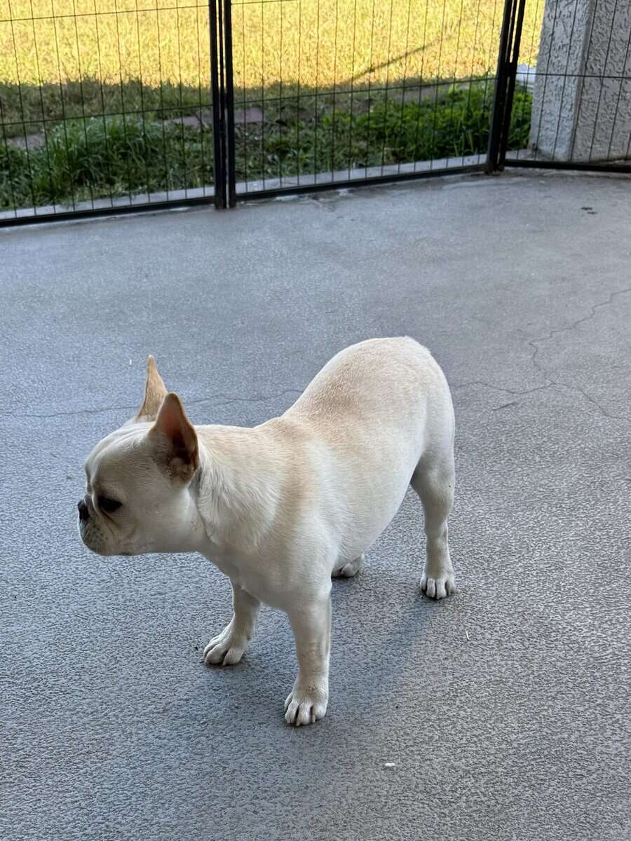female French bulldog fawn 6 months old image 6
