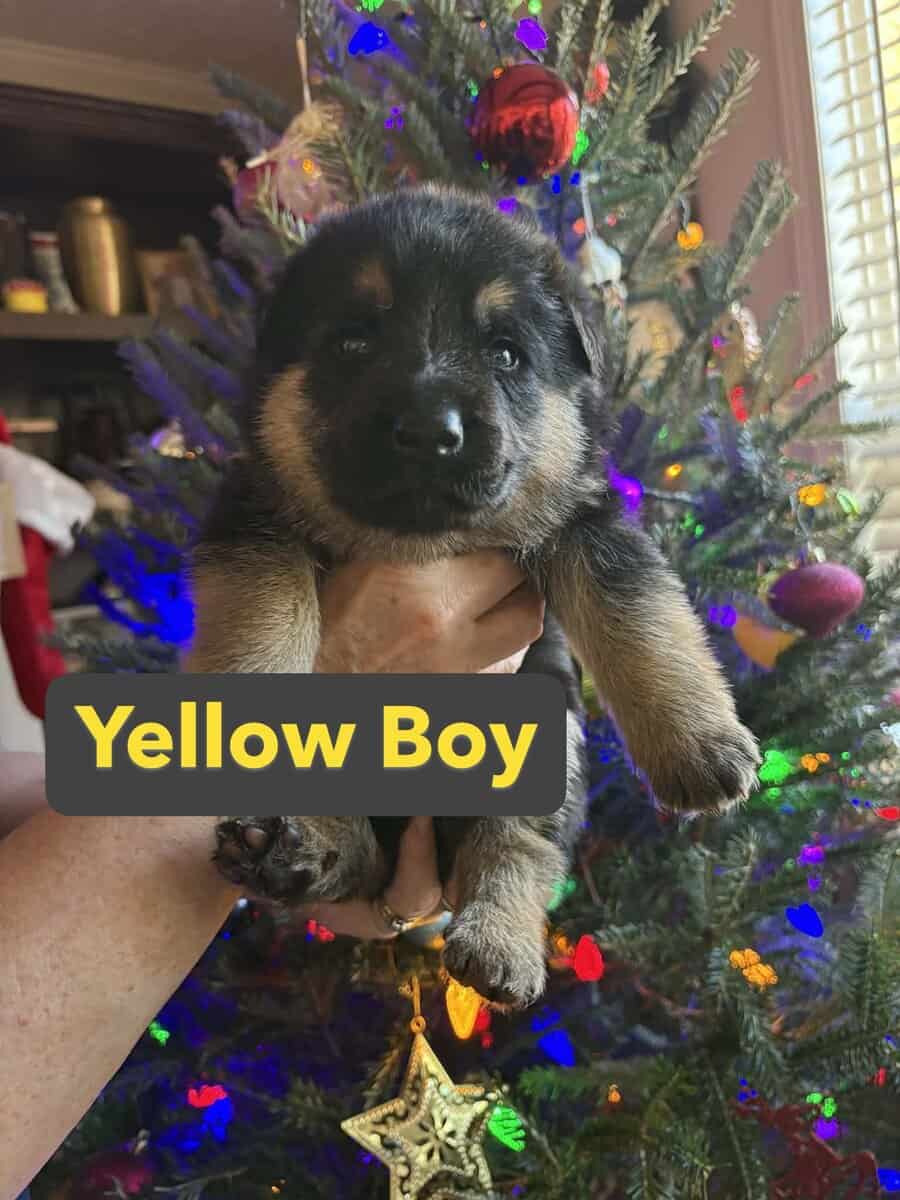 AKC German Shepherd Puppies image 4