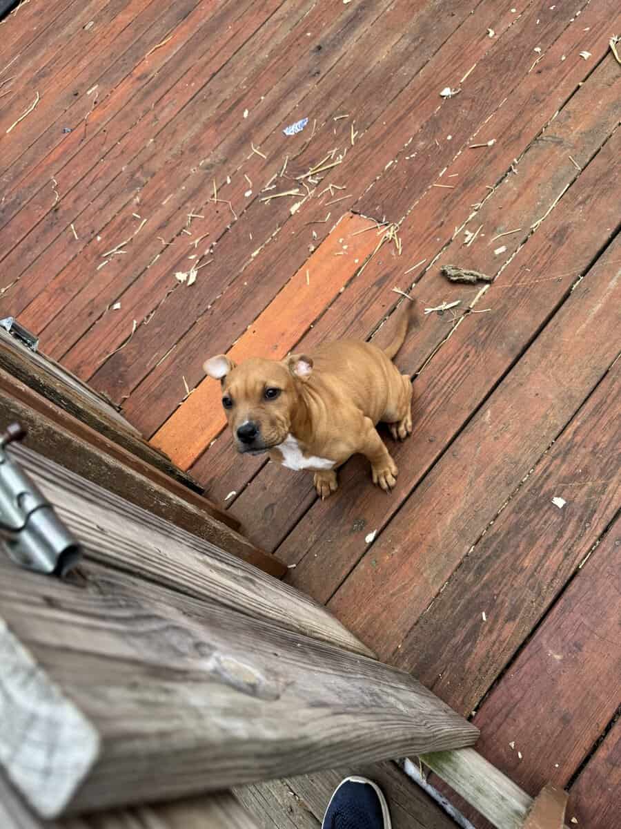 10 week old female American bully / pit bull for s image 5