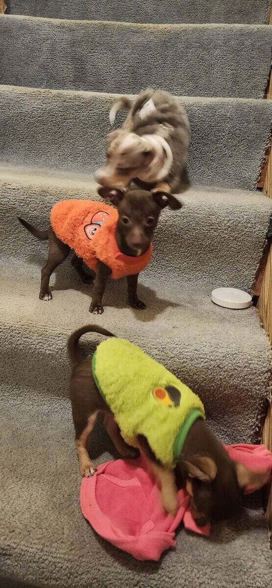 Chiweenie puppy 2/6 Precious female image 2