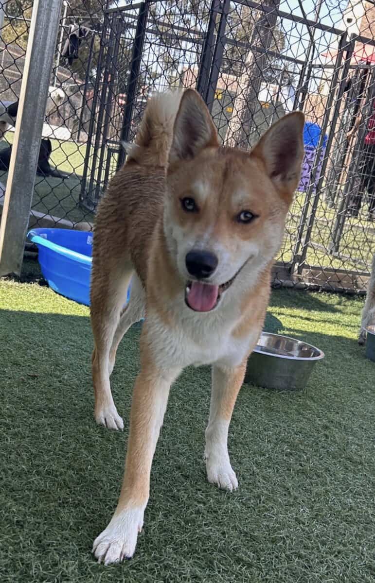 Husky Inu for Adoption image 1