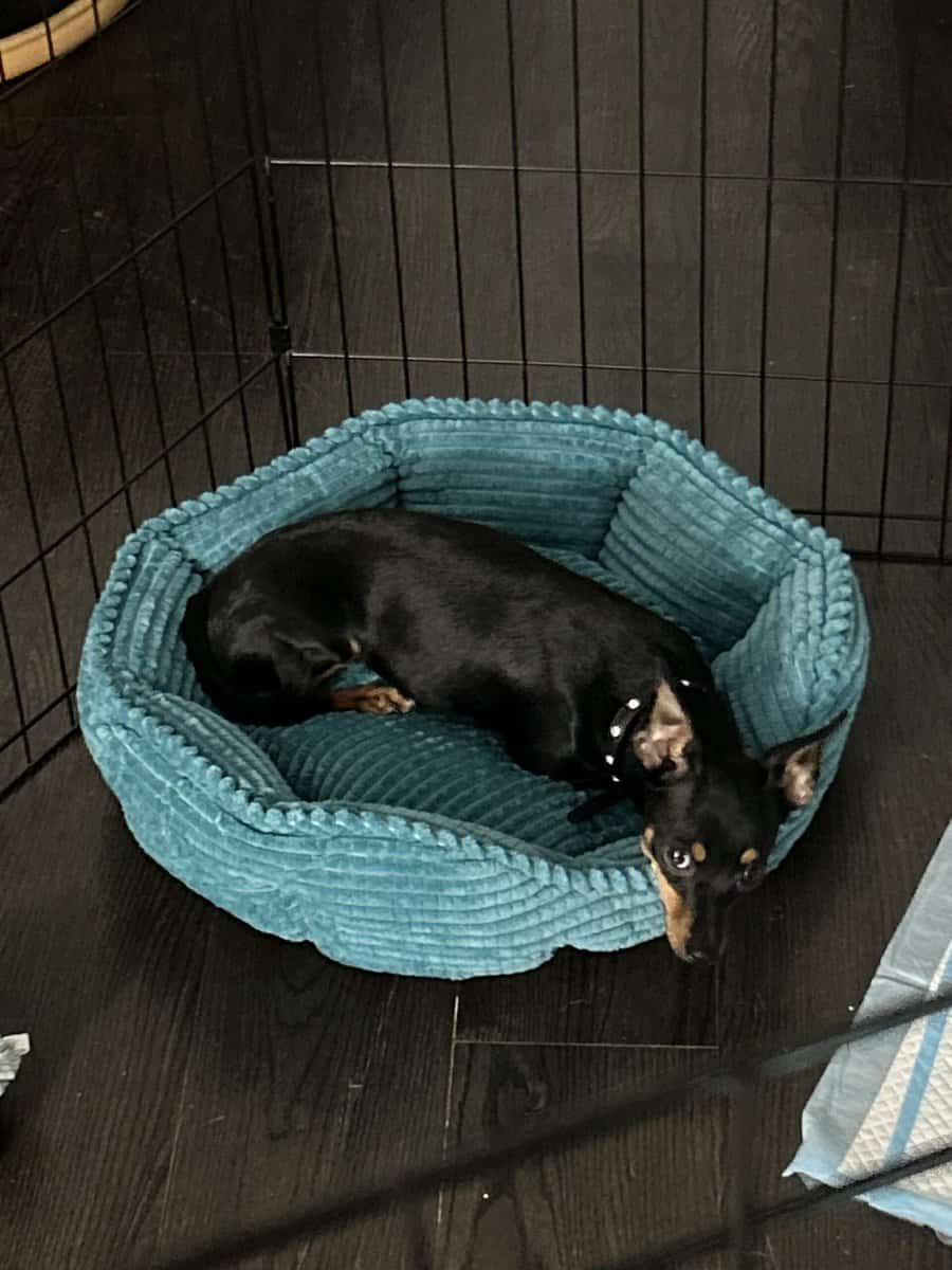 New home for Cynthia image 4