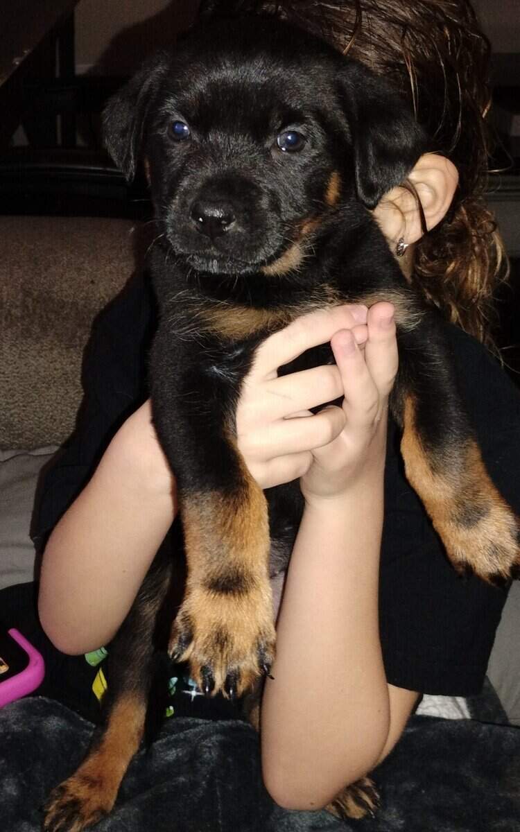 Rottweiler/ German Shepherd mix puppies image 3