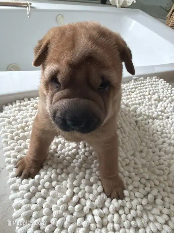 Chinese Shar-pei image 9