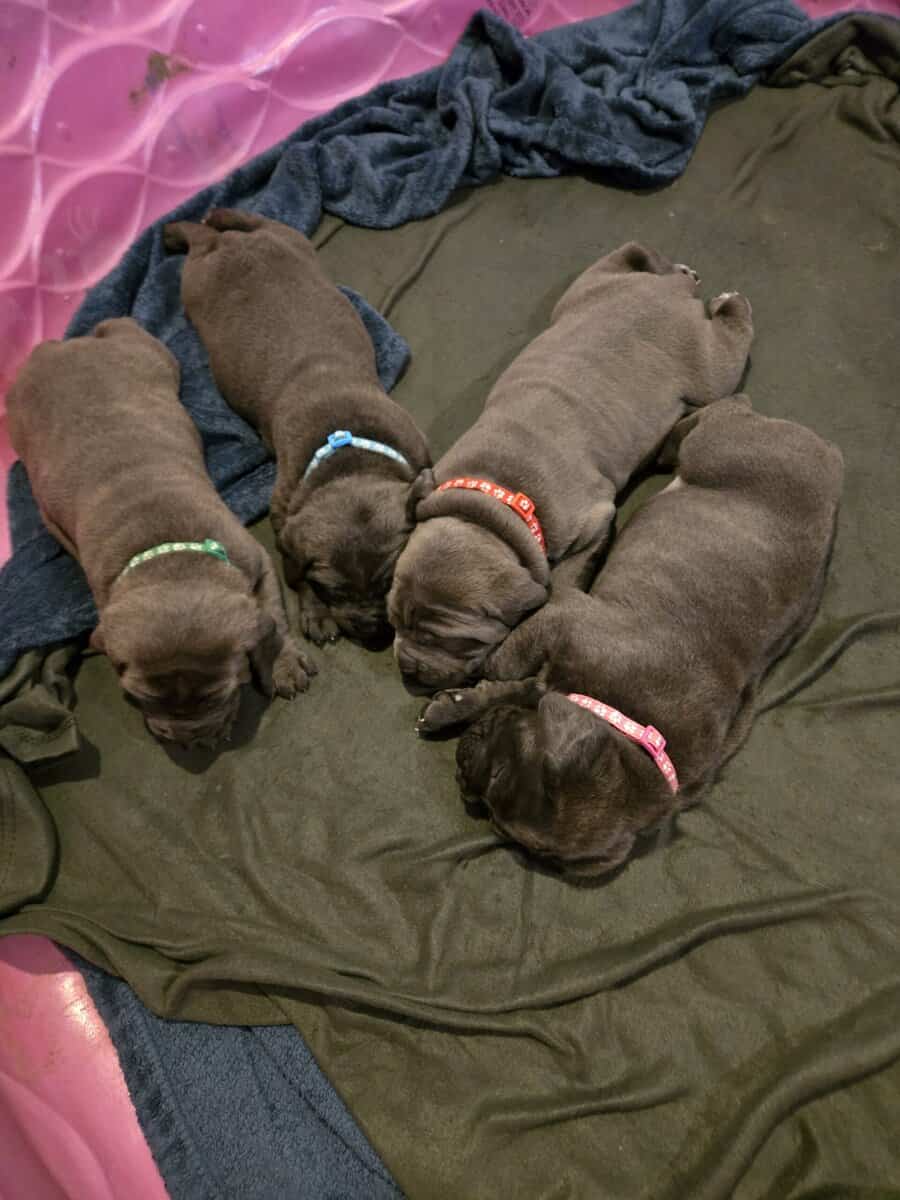 Cane Corso Puppies image 9