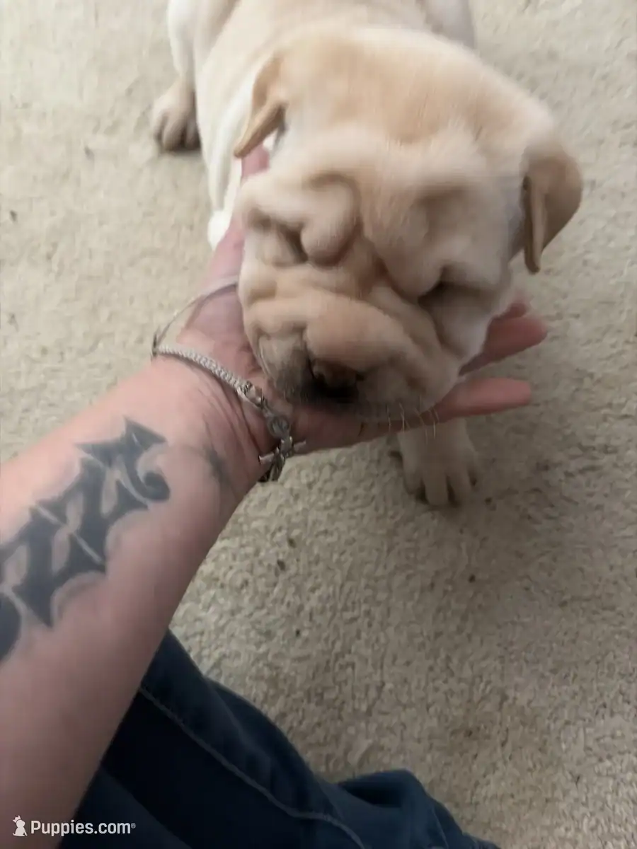 Chinese Shar-pei image 2