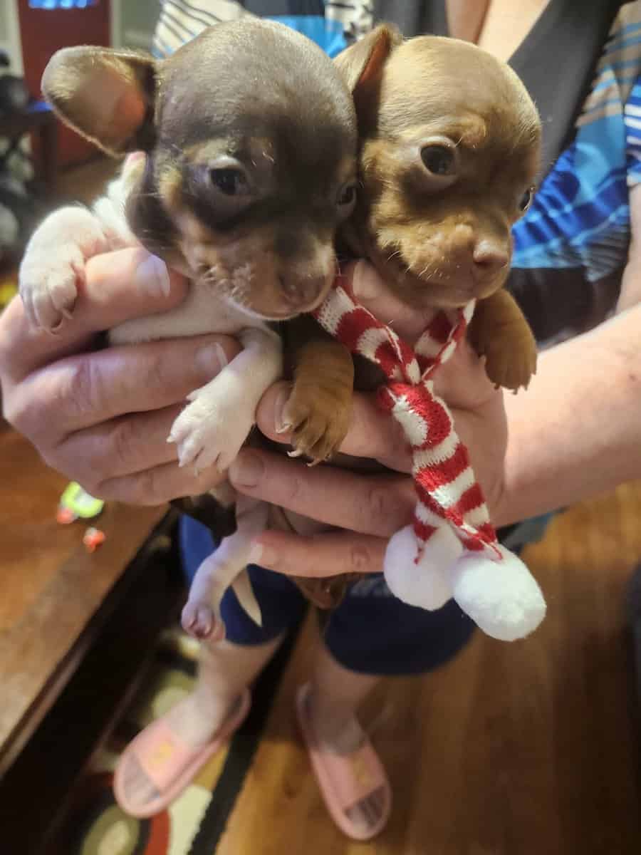 Chihuahua puppies for sale image 10