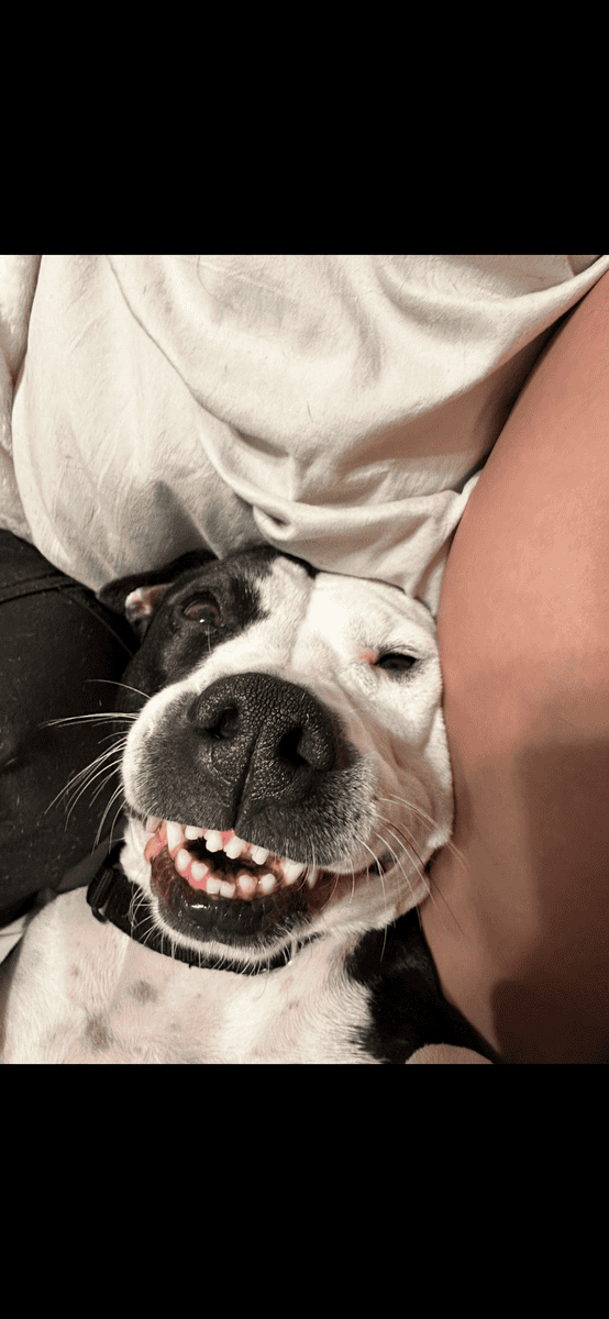 Daisy needs a home! image 3