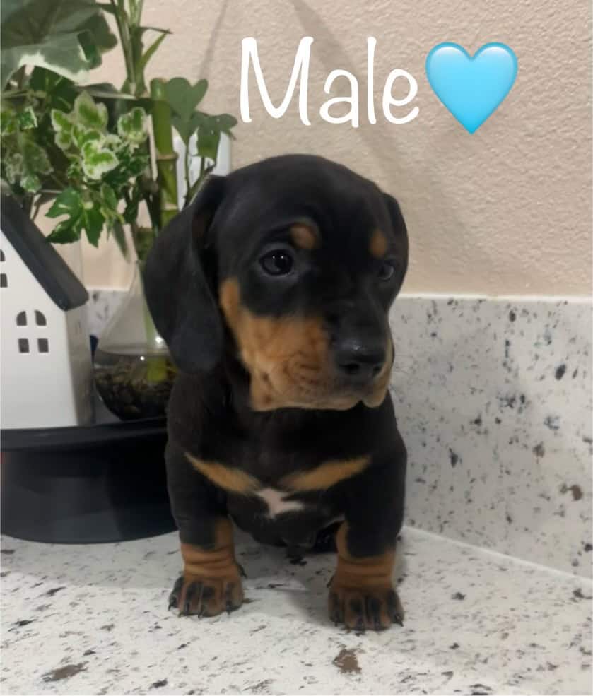 Male dachshund puppy image 4