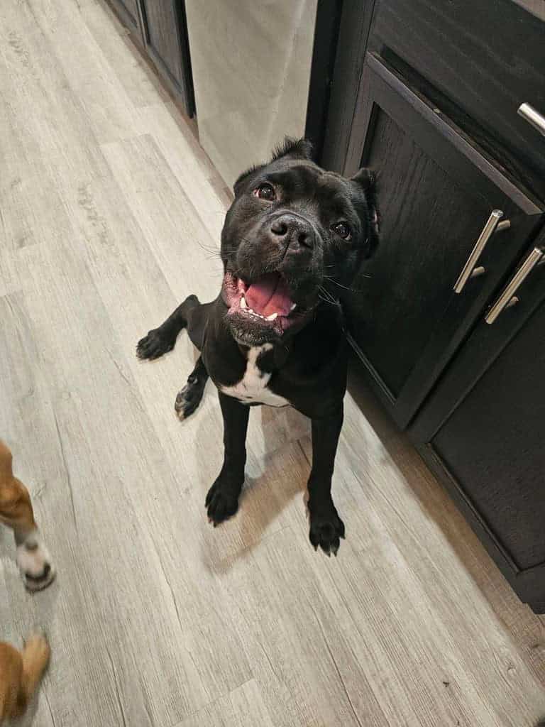 Cane Corso Pup image 1