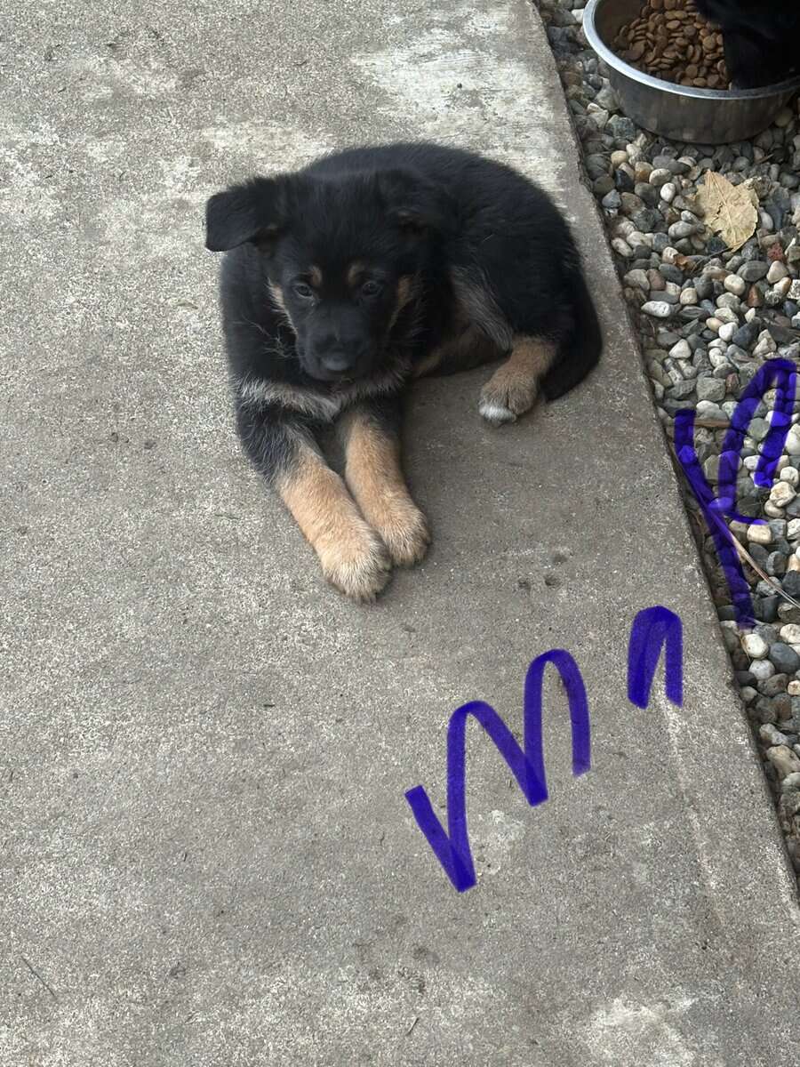 German shepherd image 1