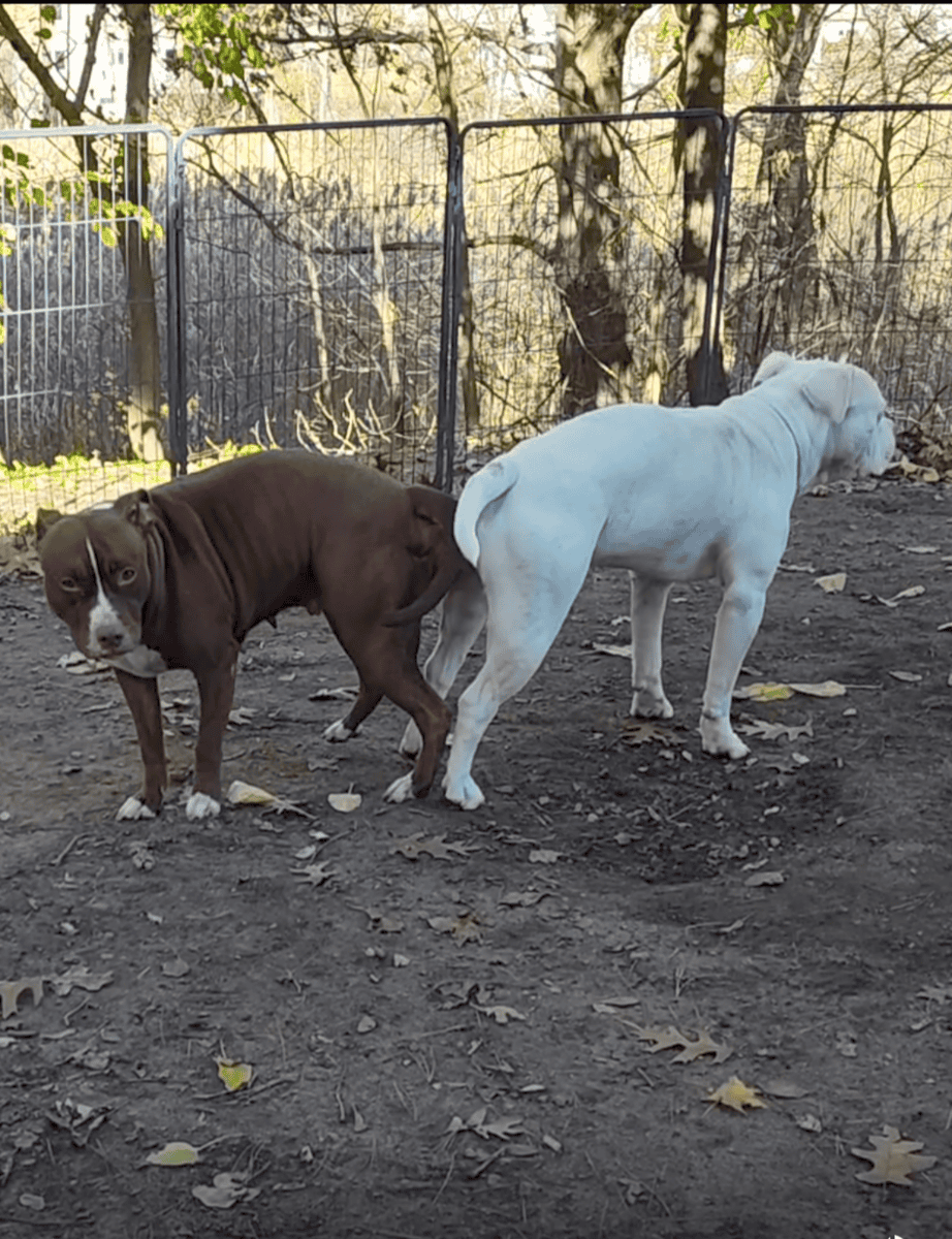 pitbull puppies coming image 1