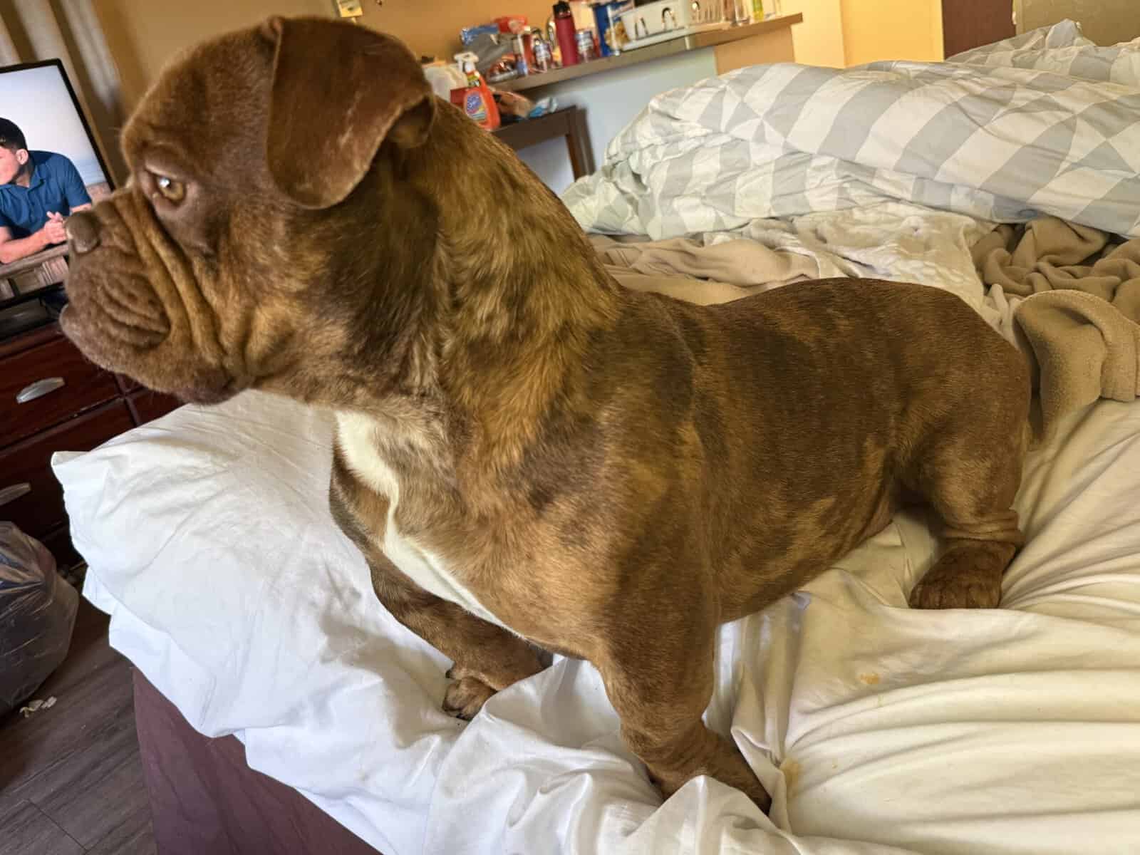 XL BULLY BREEDER FOR SALE! 1 year old image 10