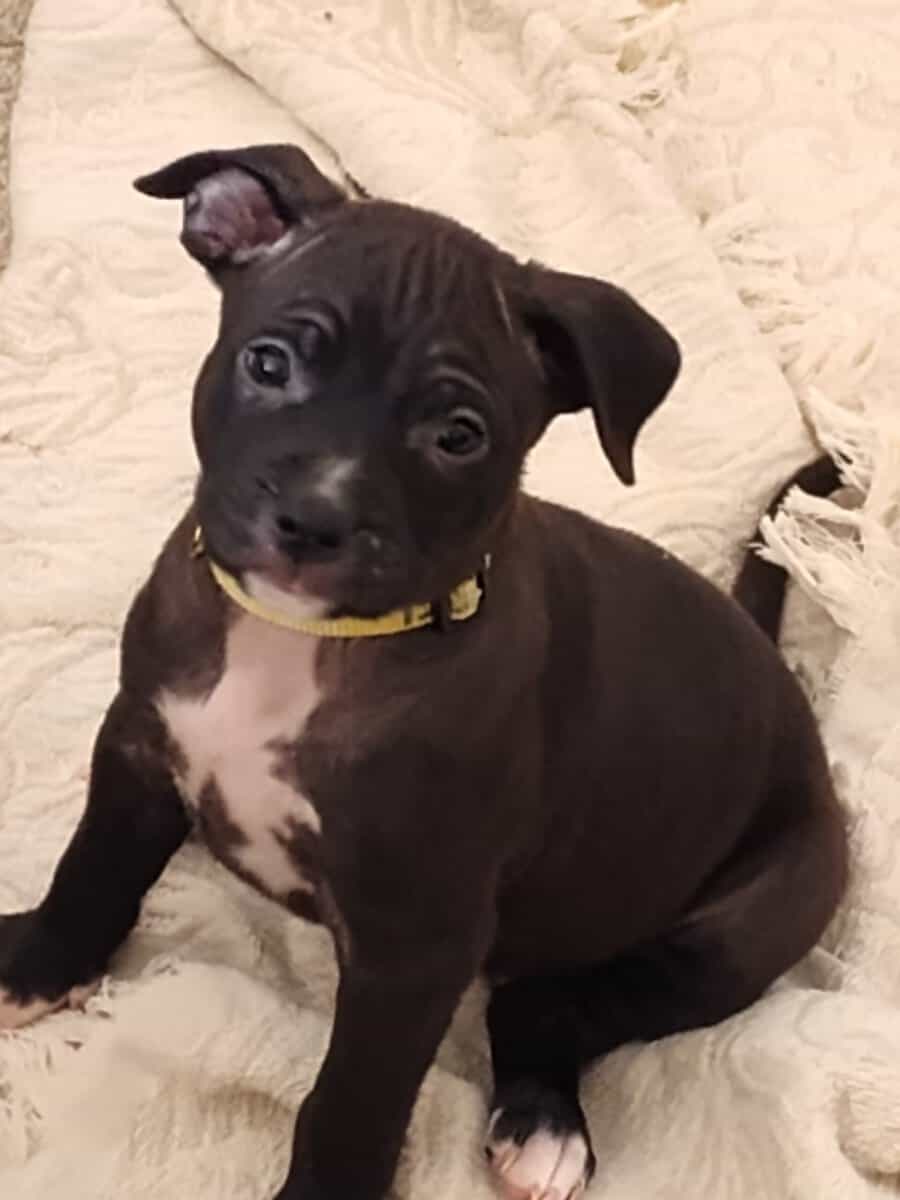 Pitmix puppies,beautiful, weaned and ready to go image 1