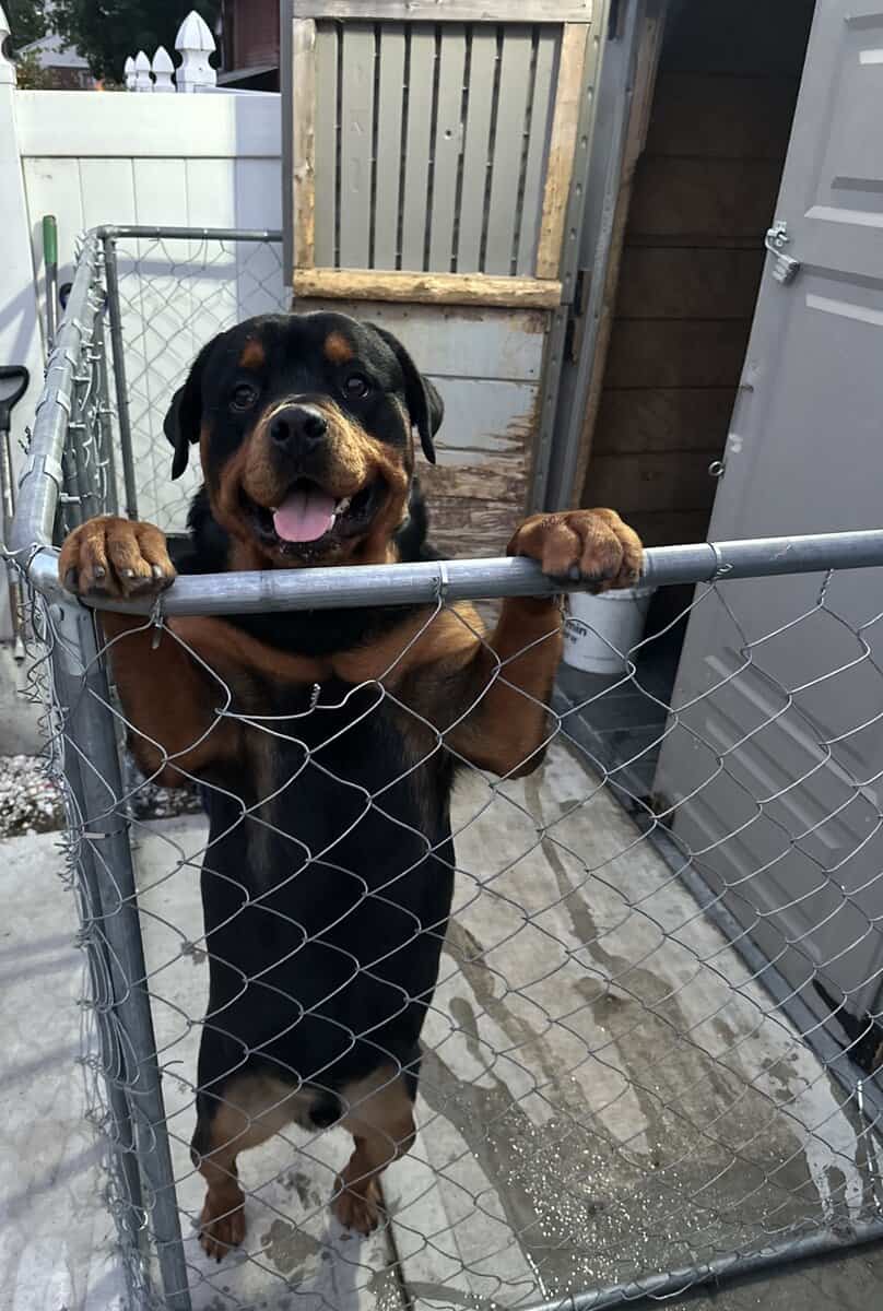 Rottweiler Puppies For Sale image 3