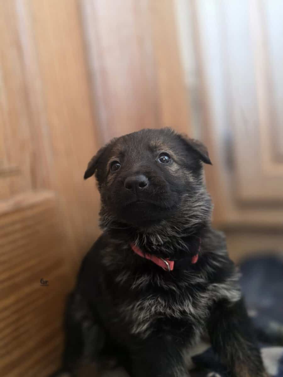 German Shepherd Puppies image 4