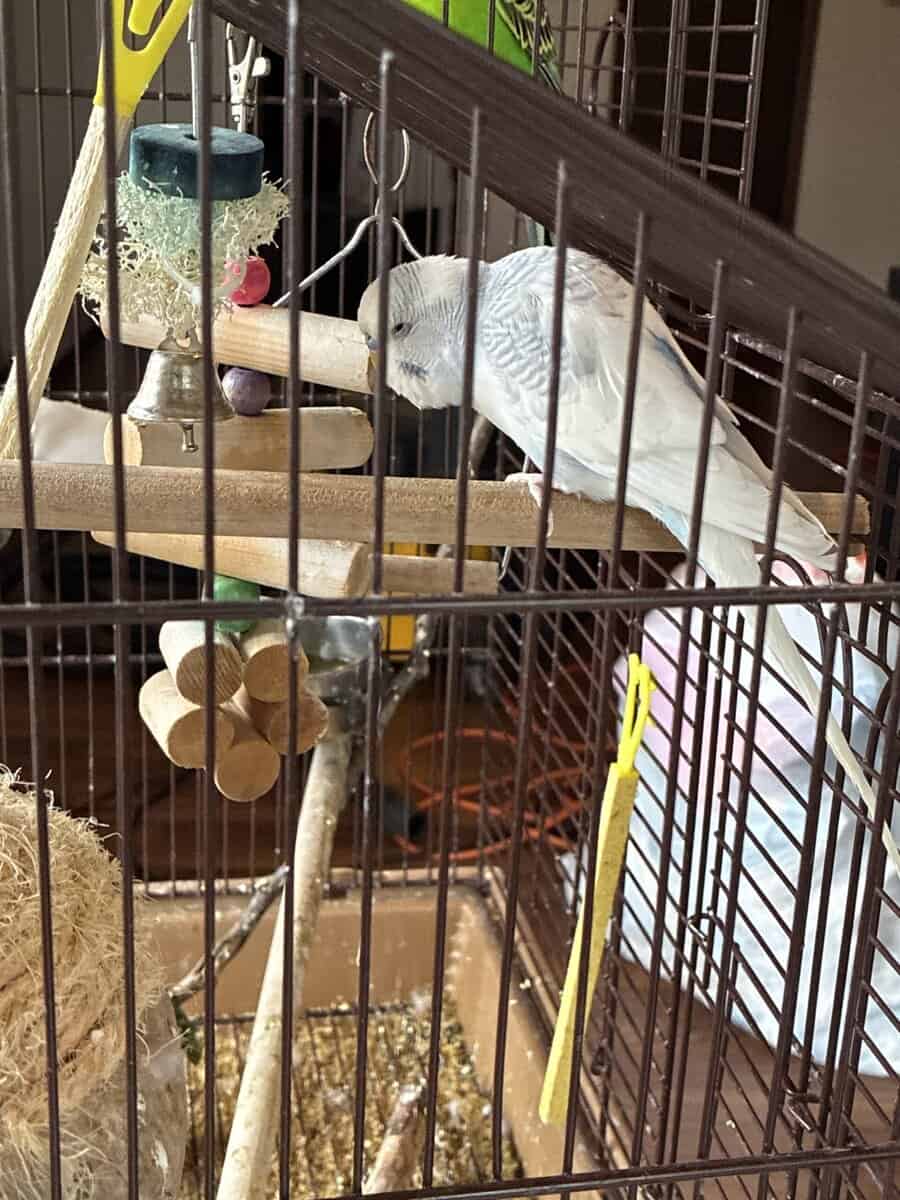 Parakeets well feed and healthy image 2