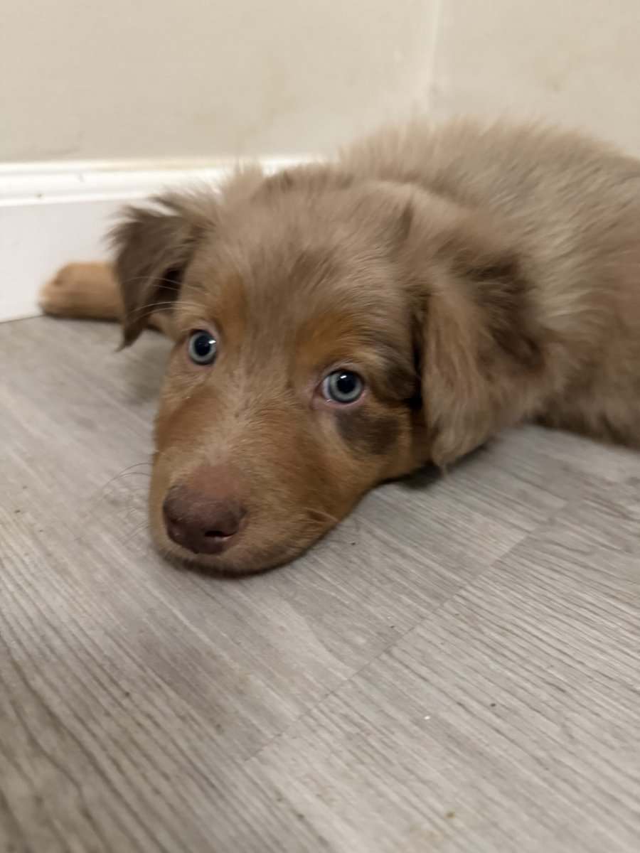 Australian Shepherd Red Merle Male Puppy image 2