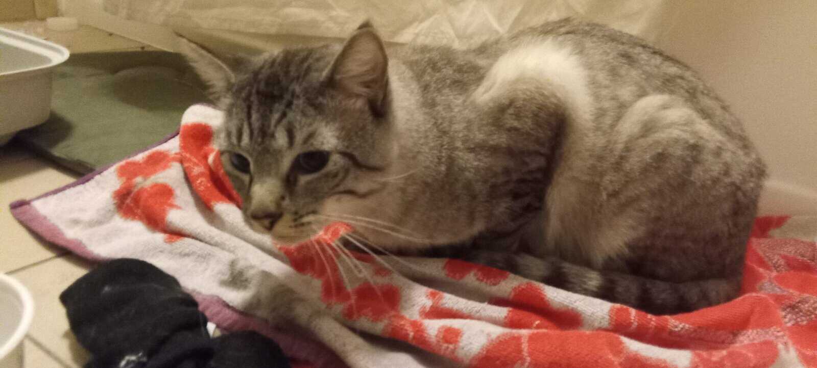 Gorgeous tom needs new home immediately image 1