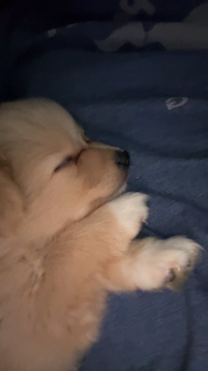 Pomeranian puppies June image 3
