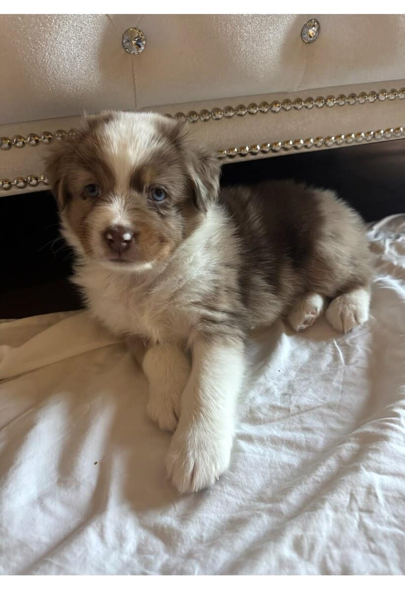 AUSTRALIAN SHEPHERD 7 WKS OLD MALE image 3