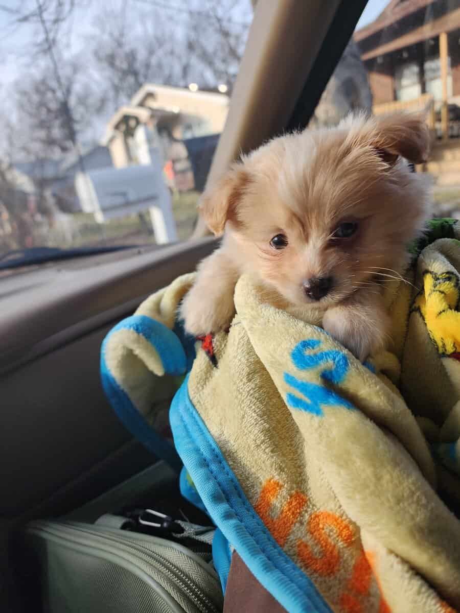 Miniature Maltipom puppy boy for sale image 4