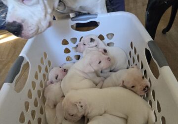 White American Bulldog Puppies