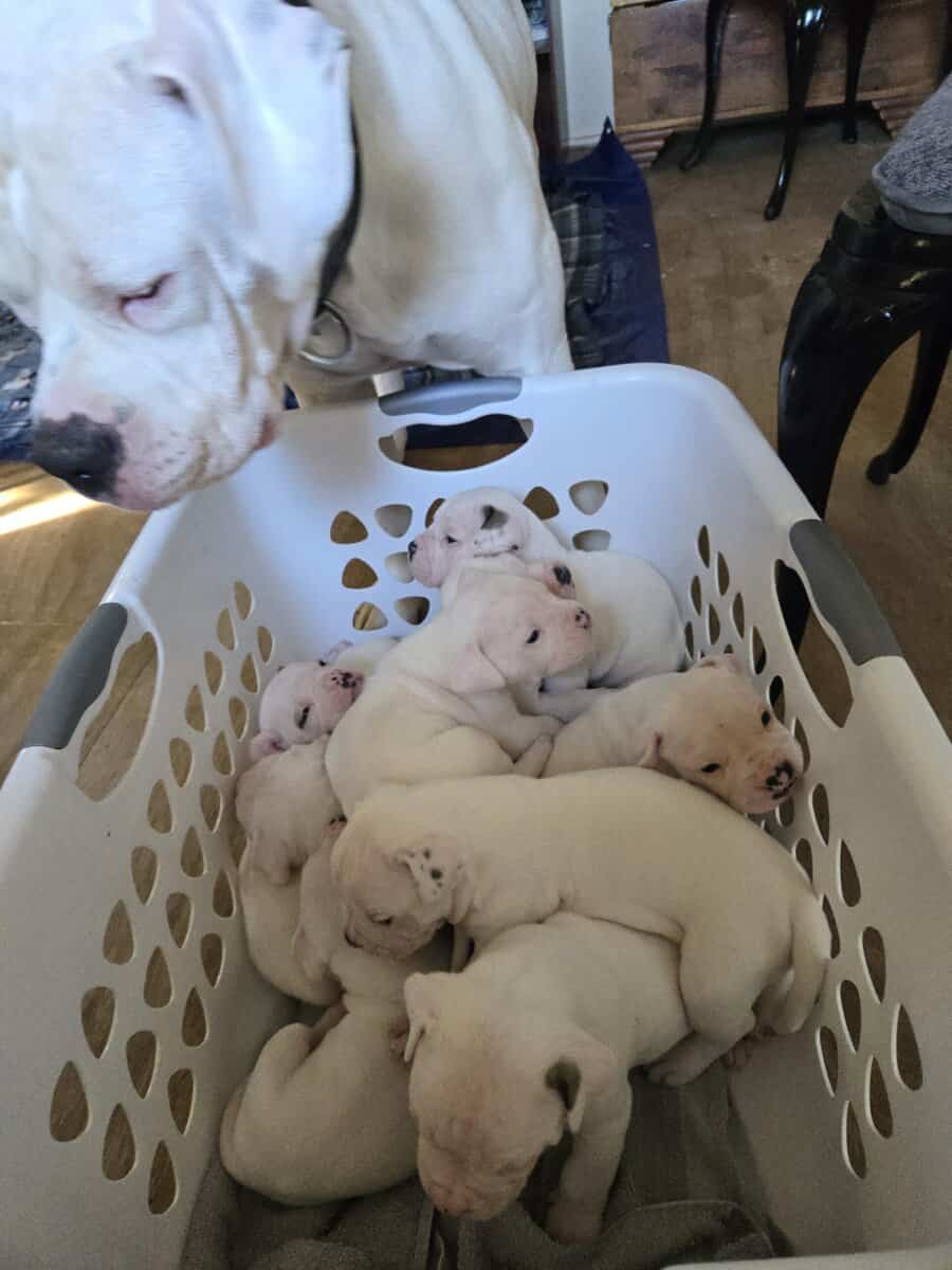 White American Bulldog Puppies image 1