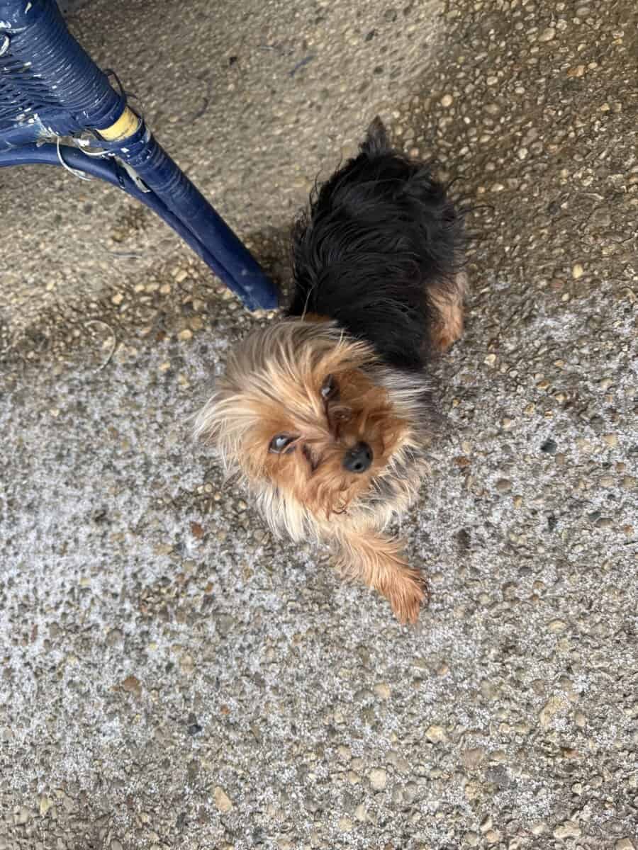 Miniature yorkie puppy image 3