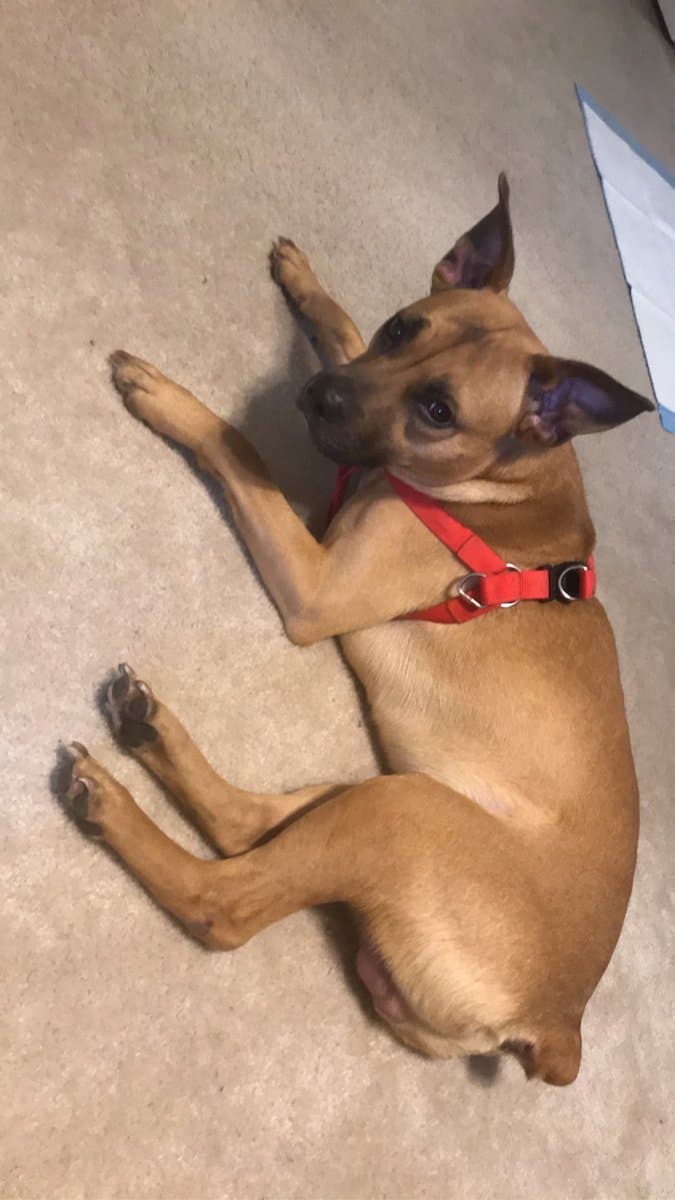 Seeking Forever Home for Sweet Pit Mix image 3