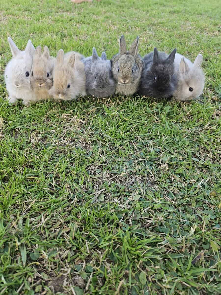Bunnies bunny rabbit rabbits image 6