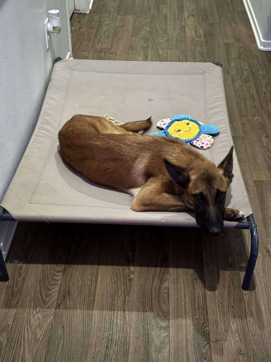 Belgian Malinois image 1