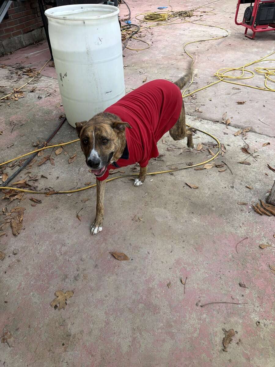 Looking for a loving home for Nena image 3