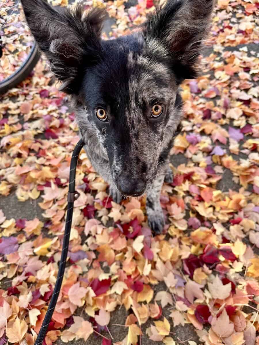 Cookie is ready for a new home! image 1