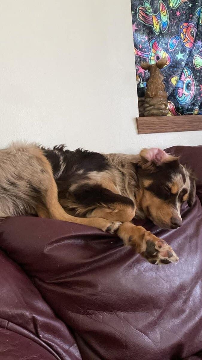 Australian shepherd image 1